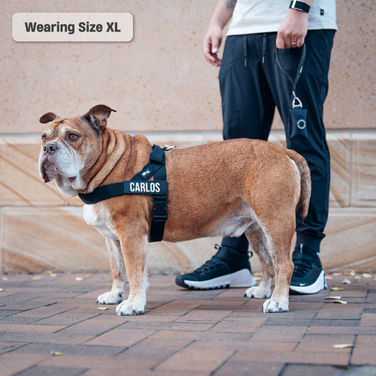 Anti-Pull Dog Harness