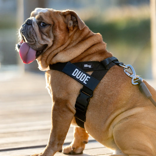 Anti-Pull Dog Harness