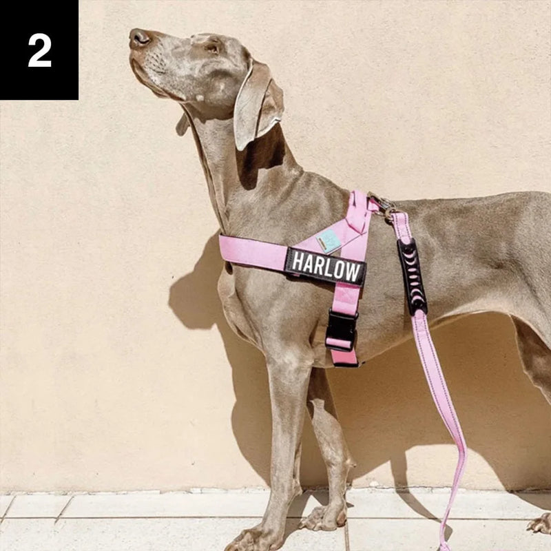 It actually feels good for your dog