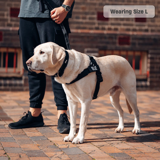 Anti-Pull Dog Harness