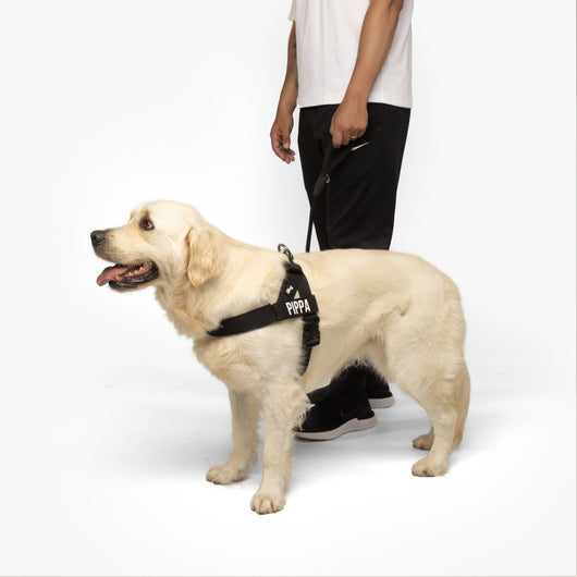 Anti-Pull Dog Harness